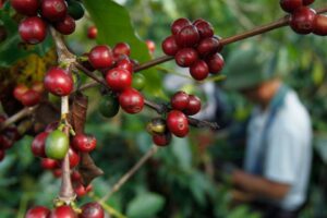 Venda Antecipada da Safra de Café 2026/27 Atinge 8% e Fica Abaixo da Média Histórica