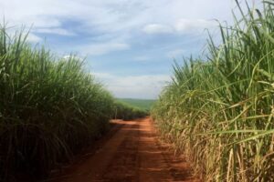 Produção de Açúcar Cai para 40,7 Milhões de Toneladas