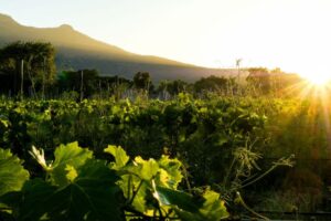 Agroturismo: Marque na Agenda os Imperdíveis Vinhedos de Franschhoek, na África do Sul