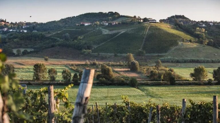 Vinhas Coppo em Castelnuovo Calcea plantadas com uvas Nebbiolo