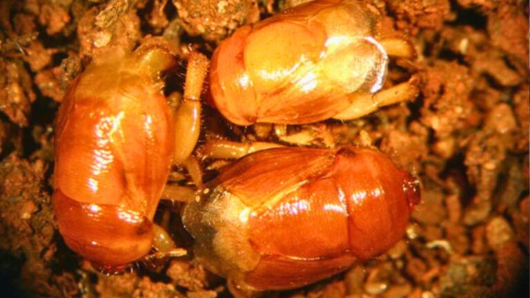 As Pragas Invisíveis: Os Inimigos Ocultos que Ameaçam Seu Pão de Cada Dia
