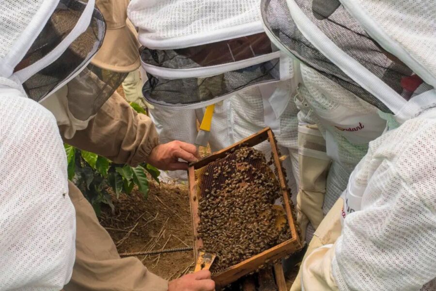Ubees capta US$ 9 milhões para conectar abelhas regenerativas na América Latina