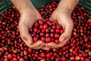Dos Pour-Overs às Aulas de Torra, Hotéis de luxo Começam a Apostar nos Programas de Café