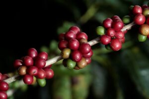 EUA e Indonésia Fecham Acordo para Isenção Tarifária de Commodities