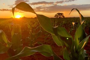 Com R$ 128 Bilhões, Eco Invest Ganha Escala, Beneficia o Agro e Já Mira o 4º Leilão