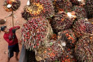 Exportação de Óleo de Palma da Indonésia Cresce 9%