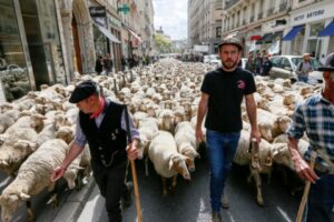 Para Proteger Rebanhos, França Amplia Cota de Abate de Lobos
