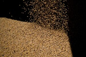 Chuvas Trazem Alívio Parcial À Soja no Rio Grande do Sul