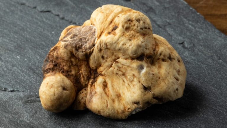 Trufa Sapucay (Tuber floridanum)