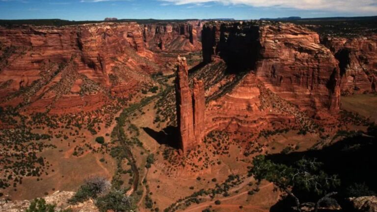 Canyon Shelly