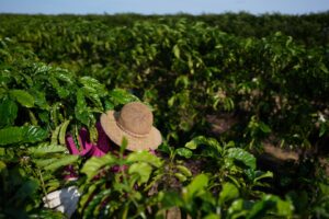 Plantação de café em Linhares (ES)