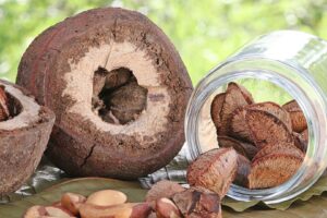 Castanha-da-Amazônia Ganha Sistema Inédito Que Pode Mudar o Jogo da Bioeconomia