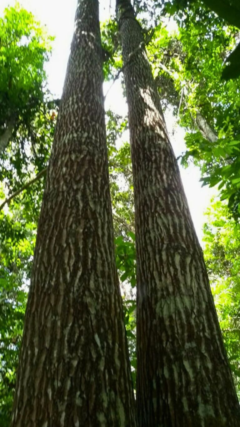 Castanheira em produção na Amazônia
