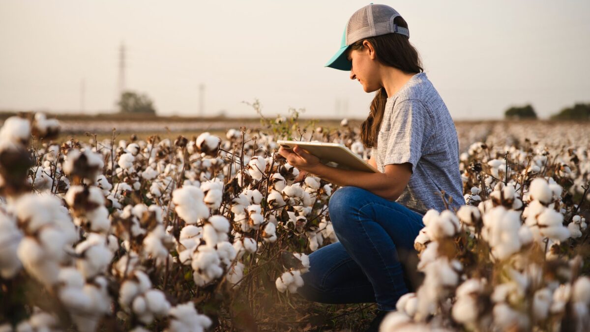 Agroconsult Vê Queda de 1,5% na Safra de Algodão do Brasil, em Avaliação Pré-Rally