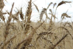 Ucrânia Planeja Elevar em 4,2% a Área de Grãos de Primavera em 2026