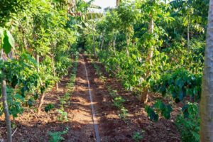 Novo Acordo entre Embrapa e FAO Amplia Pesquisa em Sistemas Agroalimentares