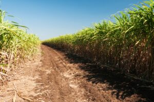 Safra 2026/2027 em Minas Gerais Deve Alcançar 83,3 Milhões de Toneladas de Cana