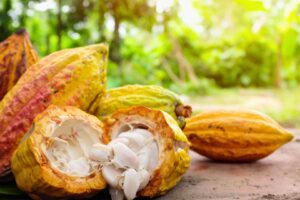 Do Amazonas Ao Mundo: Como o Cacau Conquistou a Humanidade Ao Longo de Cinco Milênios