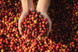 Pesquisadores Brasileiros Editam Variedades de Café Visando Desafio Climático