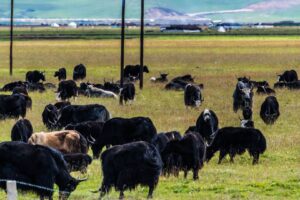 China Controla Fronteiras e Abate Gado por Causa de Surto de Febre Aftosa