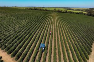 Safras Projeta Safra Recorde de 76 Milhões de Sacas de Café no Brasil para 2026/27