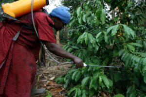 Uganda Amplia Exportações de Café em 17% com Avanço da Produção Nacional