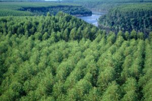 Chamada de Projeto Sucuriú pela Arauco, a instalação será a maior fábrica de celulose em linha única do mundo