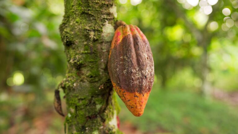 Chocolate em Risco: Como o Cacau Está Perdendo a Batalha Global contra o Clima