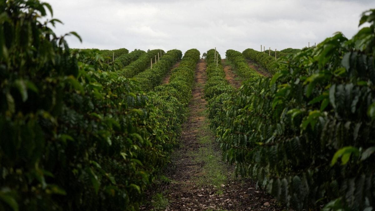 Colheita de Café Atinge 12% nas Áreas da Cooxupé, Menor Índice desde 2022