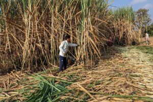 Trabalhadores colhem cana-de-açúcar em um campo no distrito de Kolhapur, no estado ocidental de Maharashtra, Índia