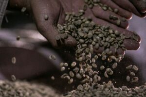 Safra Total de Café do Brasil Deve Atingir Recorde de 73,3 Milhões de Sacas em 2026/27