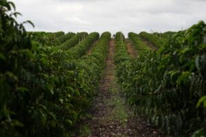 Venda Antecipada de Café Atinge 16% e Ritmo Segue Abaixo da Média Histórica
