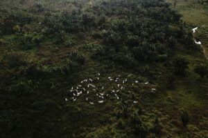 Novos Hábitos do Consumo Chinês de Carne Bovina Pode Proteger a Floresta Amazônica