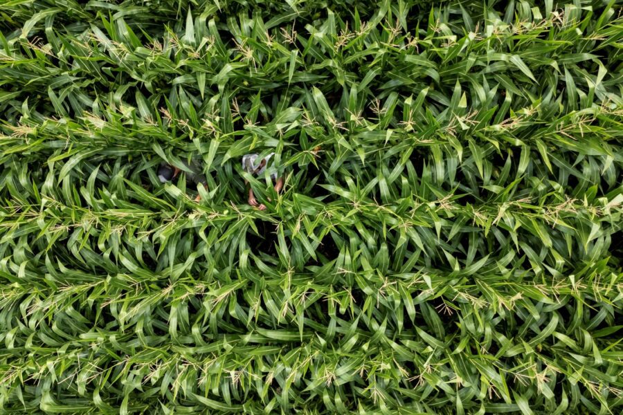China Aprova Análise Inicial de 74 Variedades de Milho e Soja Transgênicos