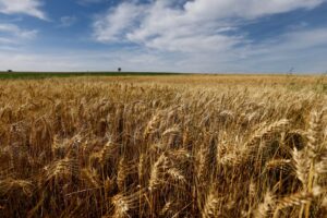 Indústria Nacional Eleva Moagem de Trigo para 13,2 Milhões de Toneladas em 2025