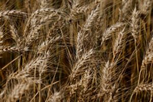 Brasil Projeta Alta na Importação de Trigo em 2026 e Reduz Dependência do Cereal Argentino