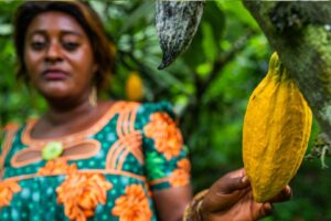 Chocolate em Risco: Como o Cacau Está Perdendo a Batalha Global contra o Clima