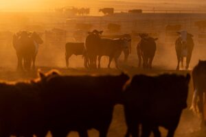 Gado reunido em um confinamento na Callicrate Beef, uma fazenda verticalmente integrada para a produção de carne no mercado em Saint Francis, Kansas, EUA
