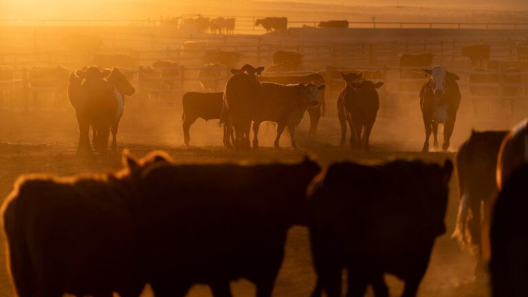 Gado reunido em um confinamento na Callicrate Beef, uma fazenda verticalmente integrada para a produção de carne no mercado em Saint Francis, Kansas, EUA