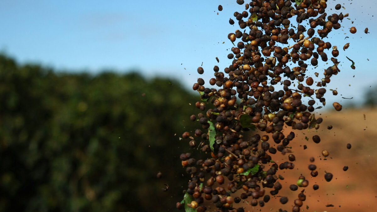 Colheita de Café da Cooxupé Avança para 20,1% da Área, com Atraso em Meio a Chuvas