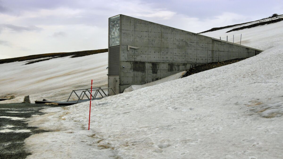 8.149 Sementes Brasileiras Dormem a 18 Graus Negativos Numa Montanha Norueguesa. Saiba por Quê