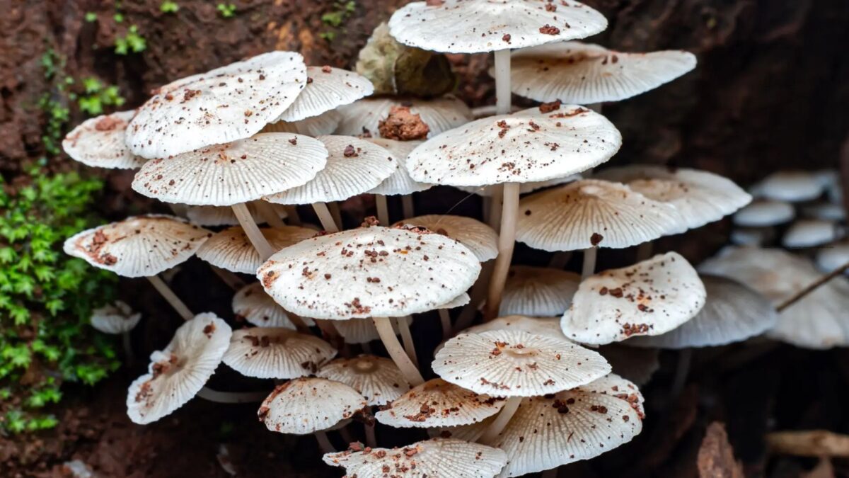 Como a Argentina Cobiça e Avança no Mercado Latino-Americano de Fungos, da Ordem de US$ 4,7 Bilhões