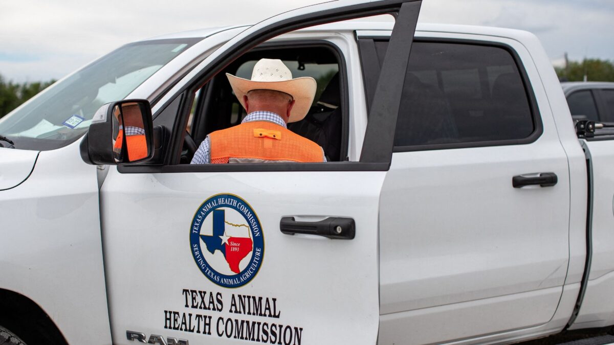 Pecuaristas do Texas Estão em Alerta após a Detecção de Parasita em Bezerro