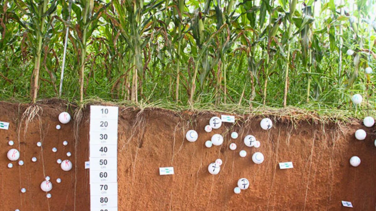 Modelo Criado no Brasil Promete Destravar Créditos de Carbono na Agricultura Tropical
