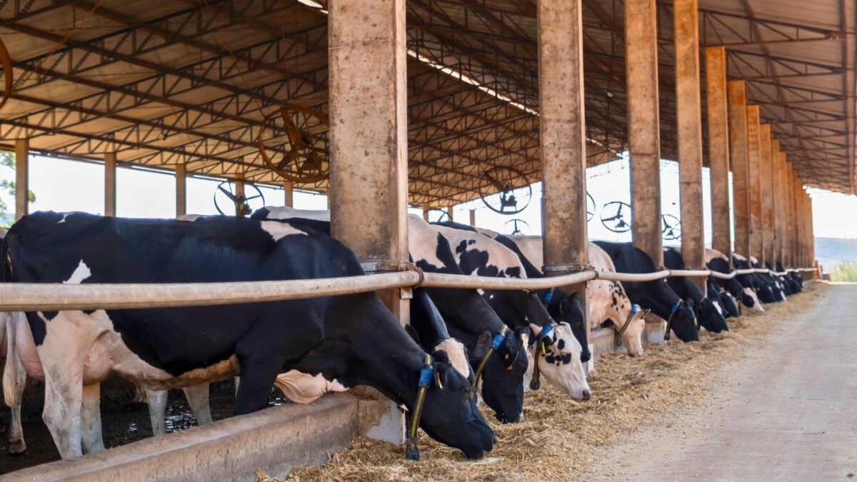 Como a Danone Transforma Fazendas de Leite em Máquinas de Lucro e Ainda Reduz Emissões de Metano em 43%