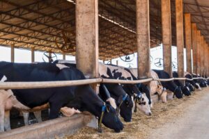 Como a Danone Transforma Fazendas de Leite em Máquinas de Lucro e Ainda Reduz Emissões de Metano em 43%
