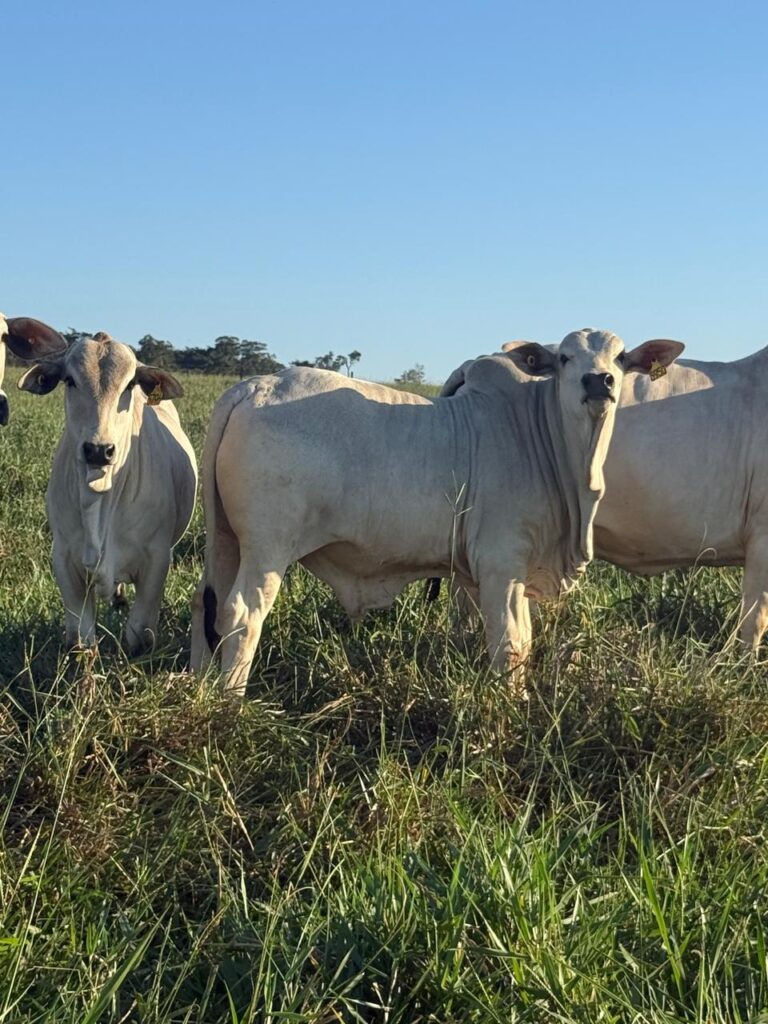 Special Dog no Pasto: Como a Família Quer Confinar 20 Mil Bovinos em Suas Fazendas