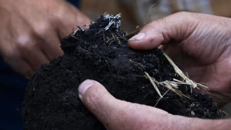 Conhecimento de Americano sobre Agropecuária Regenerativa Triplica em Três Anos. O Que Está por trás Disso