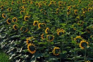 Conhecimento de Americano sobre Agropecuária Regenerativa Triplica em Três Anos. O Que Está por trás Disso