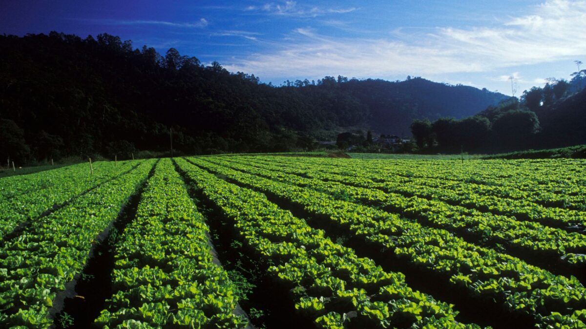 Plano Safra da Agricultura Familiar 2026/2027 Tem Aporte de R$ 97,3 Bilhões